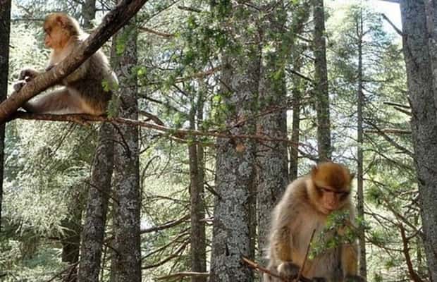 image n.1 of From Fez: Middle Atlas Ifran and Forest of Monkeys Day Trip activity in Ifran, uploaded by supplier
