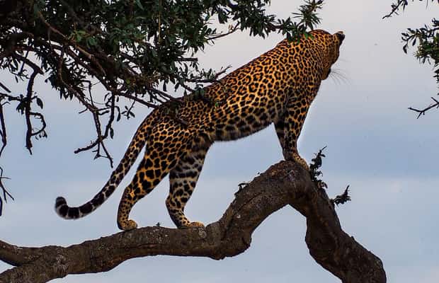 slika br. 1 iz kolekcije 3 dana Tsavo East & Tsavo West Safari iz Dianija/Mombase aktivnosti u mjestu Obalna provincija, prenio opskrbni partner