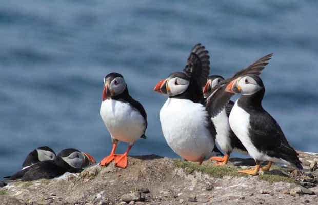 image n.1 of Seahouses: Inner Farne National Trust Bird Sanctuary Tour activity in Northumberland, uploaded by supplier