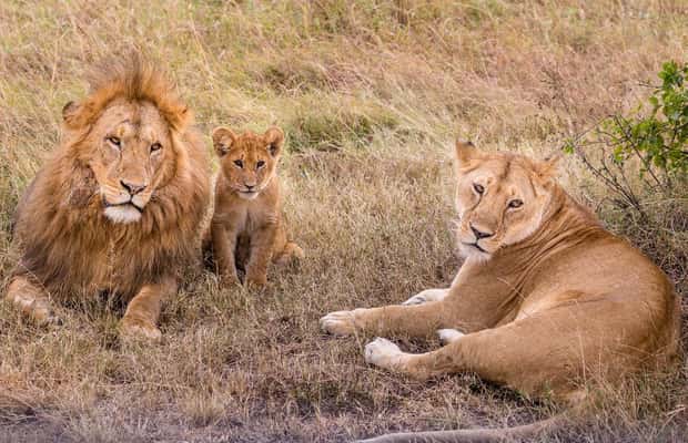 slika br. 1 iz kolekcije iz Zanzinbara: 3-dnevni safari s divljim životinjama u Nyerereu avionom aktivnosti u mjestu Regija Kigoma, prenio opskrbni partner
