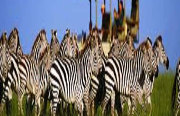 image n.1 of Perfect 2-Day Tanzania Safari: Tarangire & Ngorongoro Tour activity in Arusha (Region), uploaded by supplier