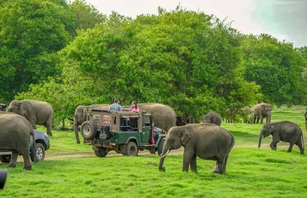 image n.1 of Minneriya: Minneriya National Park Half Day Private Safari activity in North Central Province, uploaded by supplier