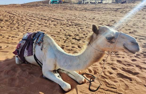 Immagine nº 1 di Giornata privata nel deserto con osservazione del tramonto attività a Regione al-Sharqiyya, caricata dal fornitore