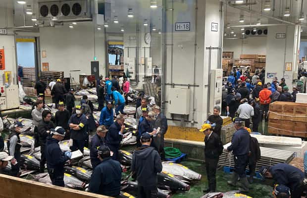 image n.1 of Tokyo: Toyosu & Tsukiji Market Adventure with Tuna Auction activity in Tokyo, uploaded by supplier
