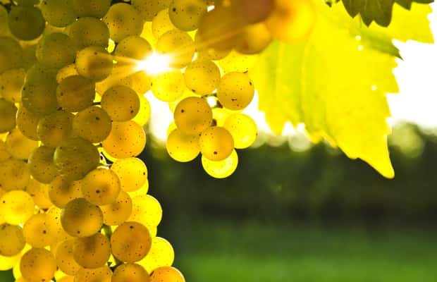 image n.1 of Marlborough Half-Day Wine Tour from Blenheim activity in Blenheim, uploaded by supplier