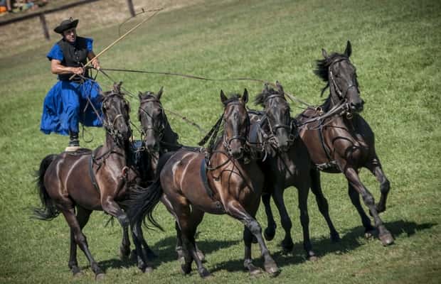 image n.1 of From Budapest: Puszta Horse Show and Countryside Visit activity in Budapest, uploaded by supplier