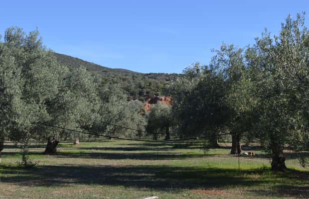 Obraz nr 1 z atrakcji Nafplio: Wycieczka po gospodarstwie oliwnym i degustacja oliwy z oliwek w Peloponez, przesłany przez organizatora