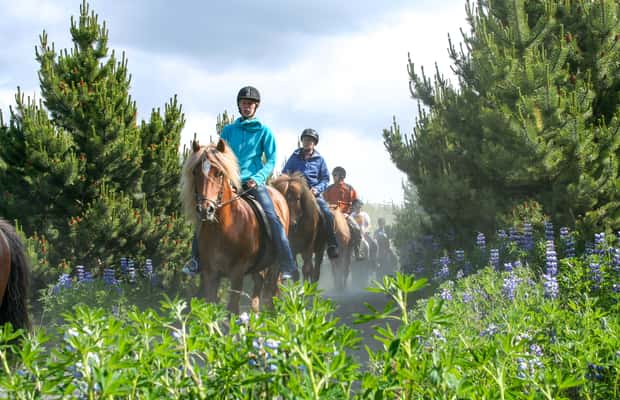 image n.1 of From Reykjavík: Icelandic Horse Riding Tour in Lava Fields activity in Hafnarfjörður, uploaded by supplier