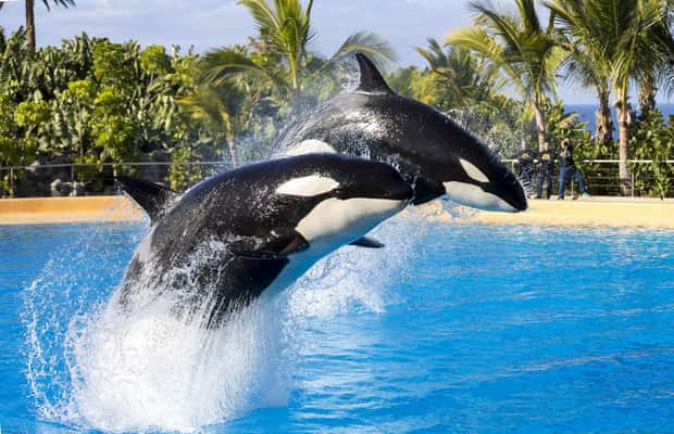 image n.1 of From Gran Canaria: Day Trip to Loro Parque Tenerife activity in Puerto de la Cruz, uploaded by supplier