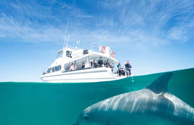 image n.1 of Perth: Swim with Wild Dolphins Tour activity in Perth, uploaded by supplier