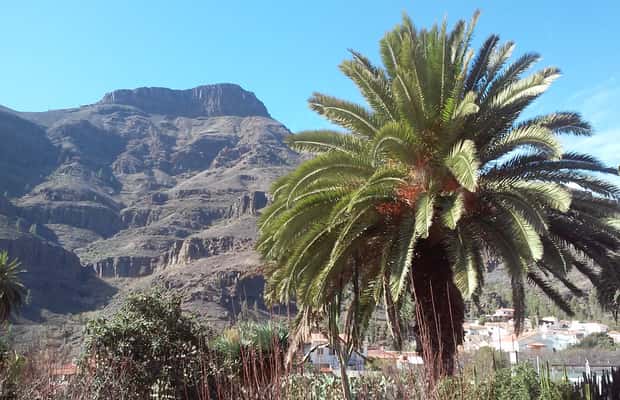 Image N°1 de Las Palmas : 8 heures d'excursion sur l'île de Gran Canaria activité à Vega de San Mateo, publiée par le prestataire
