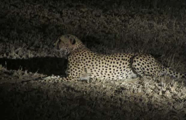 image n.1 of Victoria Falls: Night Game Drive and 3-Course Bush Dinner activity in Victoria Falls Town, uploaded by supplier