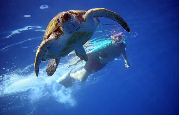 image n.1 of Tenerife: Kayak and Snorkel with Turtles with Free Videos activity in Los Cristianos, uploaded by supplier