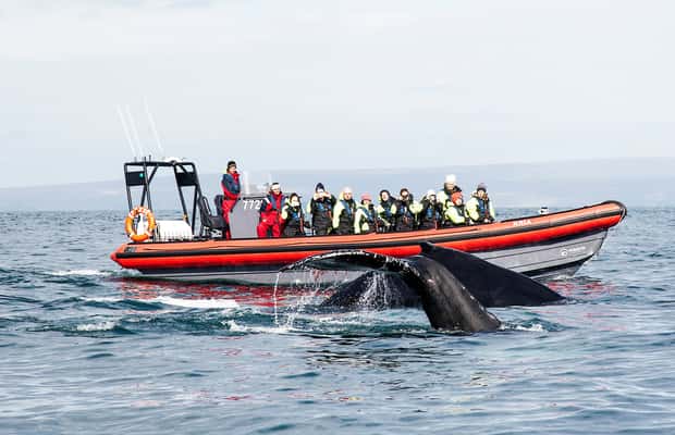 afbeelding n.1 van Húsavík: Grote walvissen en papegaaiduiker eiland speedboottocht activiteit in Norðurland eystra (noordoost-regio), geüpload door aanbieder