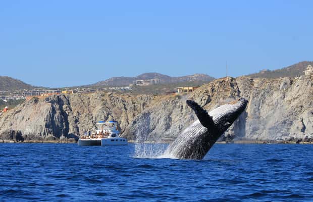 Bild Nr. 1 von Cabo San Lucas: Luxus-Katamaran-Walbeobachtungserlebnis Aktivität in Cabo San Lucas, hochgeladen vom Anbieter