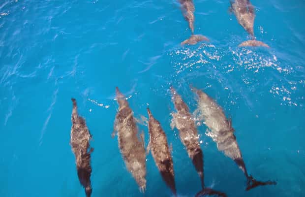 image n.1 of Fernando de Noronha: Catamaran Tour with meal and transfer activity in Northeast Region, Brazil, uploaded by supplier