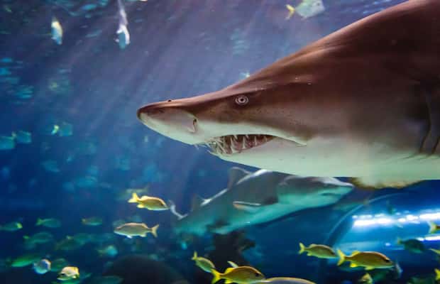 imagem n.1 de Ripley's Aquarium: Entrada no Sharks After Dark (depois das 17h) atividade em Toronto, carregada pelo fornecedor
