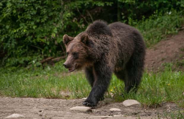 image n.1 of From Brasov: Small-Group Brown Bear Watching Tour activity in Brasov, uploaded by supplier