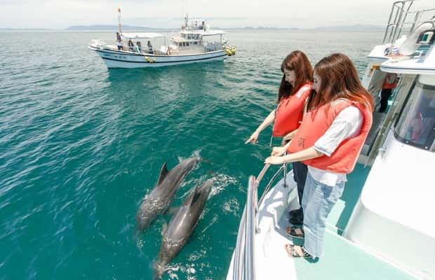 Immagine nº 1 di Muscat: Tour di osservazione dei delfini e snorkeling attività a Mascate, caricata dal fornitore