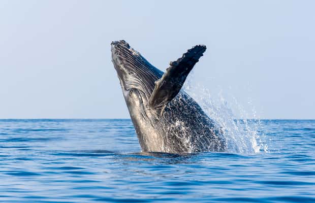 image n.1 of Kailua-Kona: Whale Watching Cruise on the Big Island activity in Kailua-Kona, uploaded by supplier