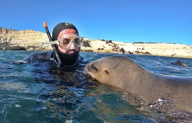 Bild Nr. 1 von Puerto Madryn: Schnorchelausflug mit Seelöwen Aktivität in Puerto Madryn, hochgeladen vom Anbieter
