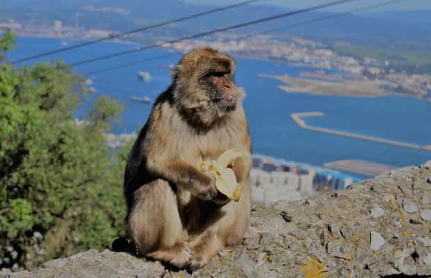 imagen n.º 1 de Desde Sevilla: Excursión de un día a Gibraltar actividad en Gibraltar, subida por el proveedor