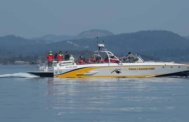image n.1 of Victoria: Sunset Whale Watching Tour on an Open Scarab Boat activity in Victoria, British Columbia, uploaded by supplier