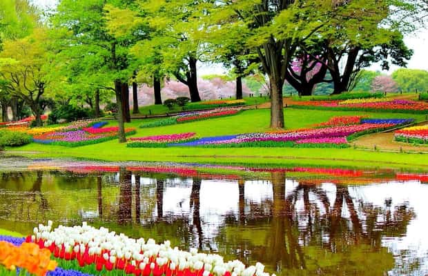 image n.1 of Amsterdam: Keukenhof Gardens Private Sightseeing Tour activity in Lisse, uploaded by supplier