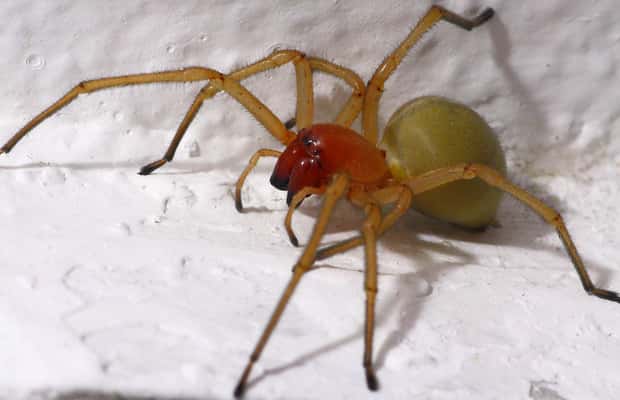 image n.1 of SPIDERS - WATCHING activity in Aosta, uploaded by supplier