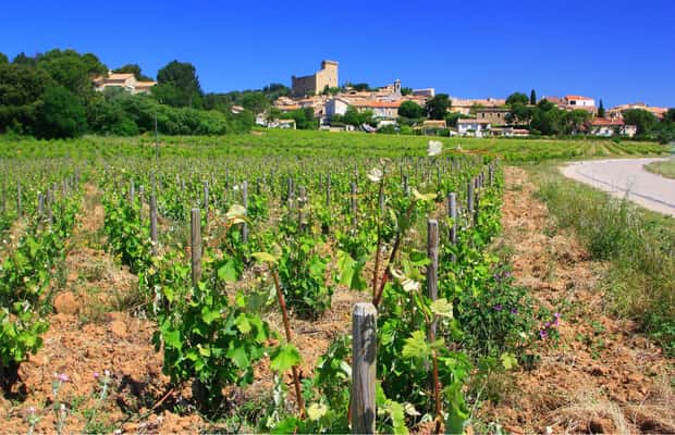 billede nr.1 af aktiviteten Avignon: Heldags vintur rundt Châteauneuf-du-Pape i Avignon, uploadet af udbyder
