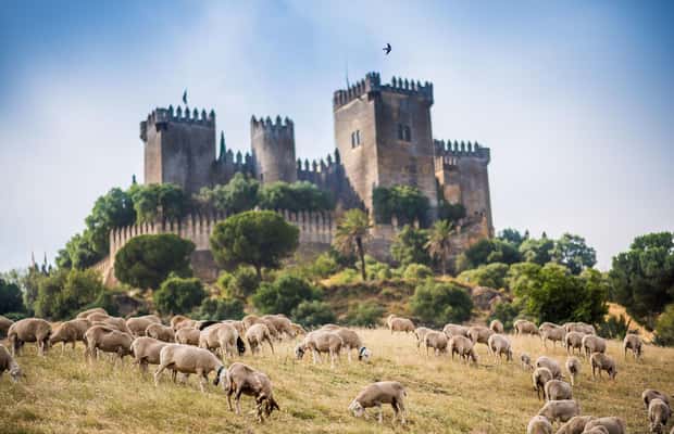 imagen n.º 1 de Córdoba: entrada al castillo de Almódovar actividad en Córdoba, subida por el proveedor