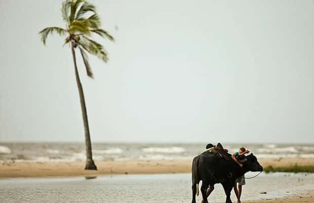 gambar no.1 daripada Belém: Lawatan Sehari Pulau Marajó dengan Lawatan Ladang Kerbau aktiviti di Anajas, dimuat naik oleh pembekal 