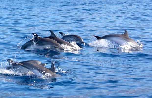 afbeelding n.1 van Pollença: Dolfijnenexcursie per boot activiteit in Pollença, geüpload door aanbieder