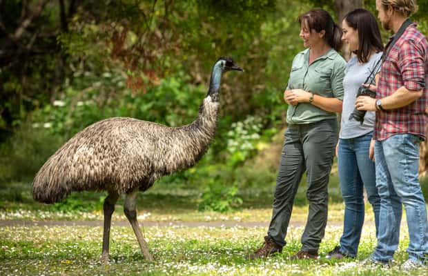 imagem n.1 de Explorador dos Oceanos às Montanhas: Excursão de 3 dias pela Great Ocean Road atividade em Melbourne, carregada pelo fornecedor