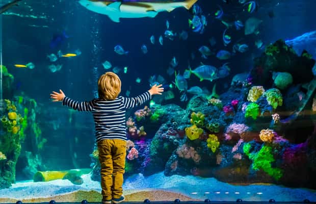 kuva n.1/Helsinki: Sea Life Pääsyliput aktiviteetista Helsinki, jonka toimittaja on ladannut