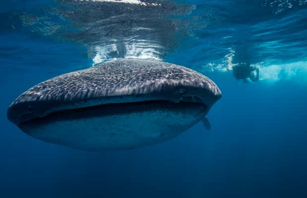 image n.1 of Cancún: Swim with Whale Sharks & Playa Norte Beach activity in Quintana Roo, uploaded by supplier