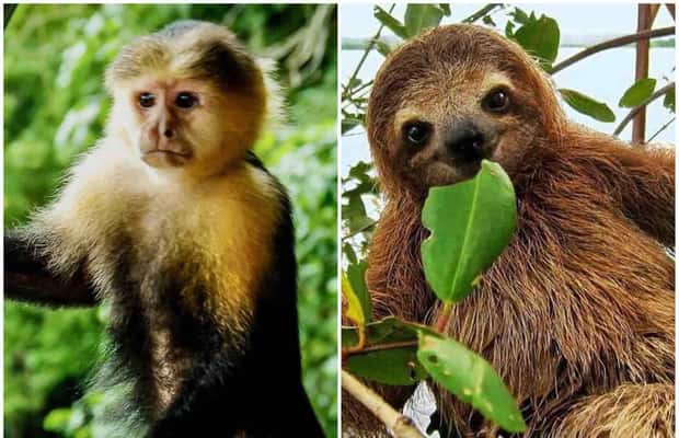 image n.1 of Panama: Monkey Island, Sloth Sanctuary and Panama Canal Tour activity in Colón Province, uploaded by supplier