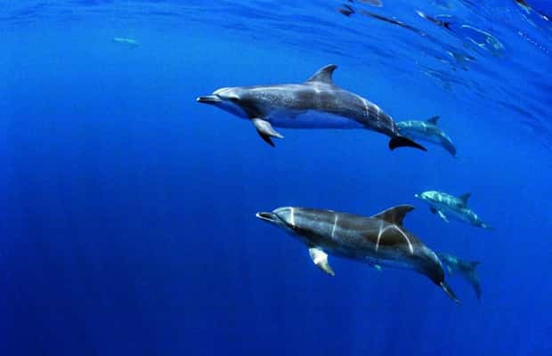 image n.1 of Terceira: Half-Day Dolphin and Whale Watching Tour activity in Angra do Heroísmo, uploaded by supplier