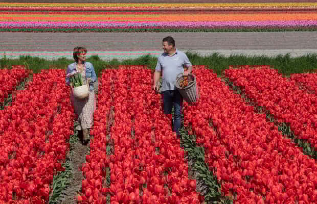 image n.1 of Amsterdam: Tulip Farm Visit, Keukenhof, and Windmill Cruise activity in Voorhout, The Netherlands, uploaded by supplier