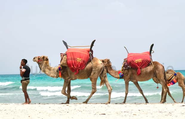image n.1 of Djerba: Guided Camel Ride with Blue Lagoon Visit activity in Medenine Governorate, uploaded by supplier