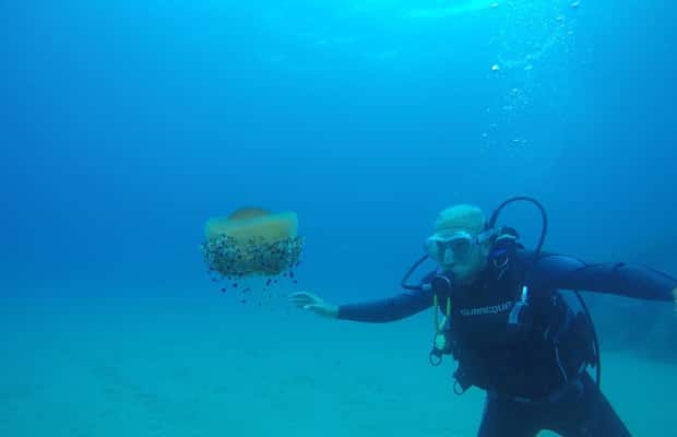 image n.1 of Lloret de Mar: Scuba Diving Experience no License Required activity in Lloret de Mar, uploaded by supplier