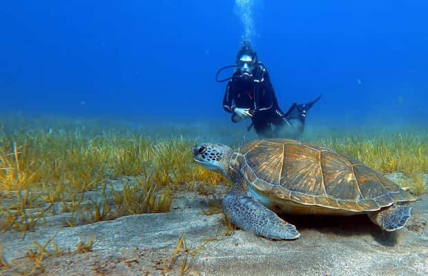 image n.1 of Tenerife: Scuba Diving Lesson and Abades Protected Area Dive activity in Arico, uploaded by supplier