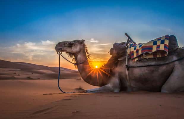 image n.1 of Agadir/Taghazout/Port: Sahara Desert 4x4 Day Trip with Lunch activity in Souss-Massa, uploaded by supplier