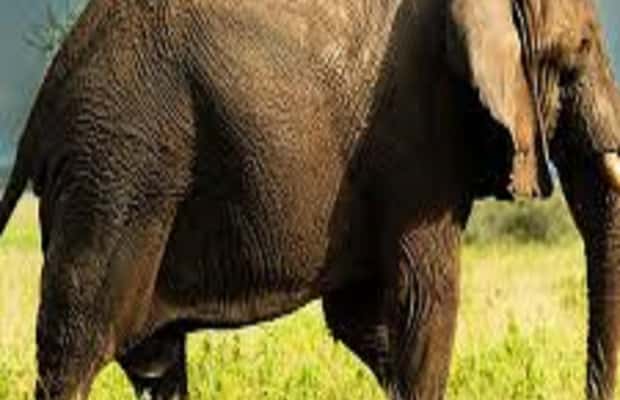 Image N°1 de Voyage d'une journée en Tanzanie - Safari de grande envergure - Aventures de faune et de flore activité à Région d'Arusha, publiée par le prestataire