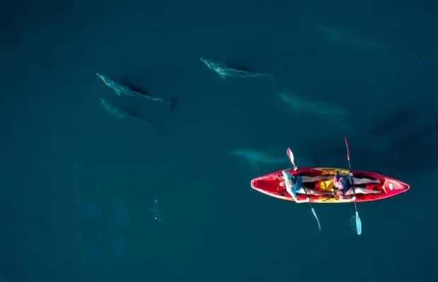 image n.1 of Tamarin: Guided Kayak Tour with Dolphins activity in Tamarin, uploaded by supplier