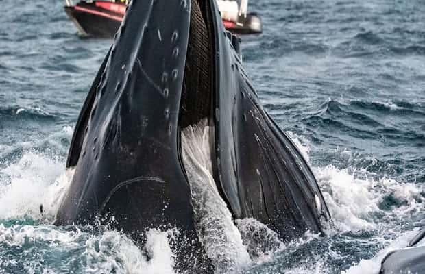 image n.1 of From Tromsø: Skjervoy Whale Watching RIB Boat Tour activity in Skjervoy, uploaded by supplier
