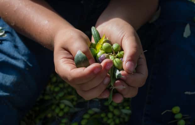 afbeelding n.1 van Corfu: rondleiding biologische olijfolieboerderij met transfer en proeverij activiteit in Benitses, geüpload door aanbieder