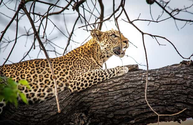 image n.1 of Safari : Big 5 - Hwange National Park Safari Day Tour activity in Victoria Falls Town, uploaded by supplier