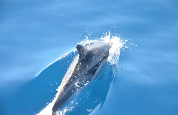 image n.1 of From Morro Jable: Dolphin and Whale Watching and Snorkelling activity in Costa Calma, uploaded by supplier