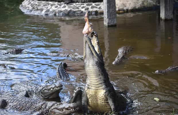 Image N°1 de Maurice : Parc aux crocodiles et visite d'une fabrique de thé avec dégustation activité à Maurice, publiée par le prestataire